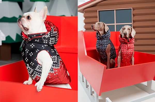 毛小孩也要時尚起來！Moncler攜手Poldo Dog Couture推出羽絨衣愛寵系列